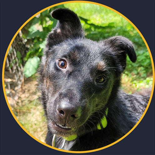 Dog with a green collar looking directly at the camera in a natural setting - Leonardo!
