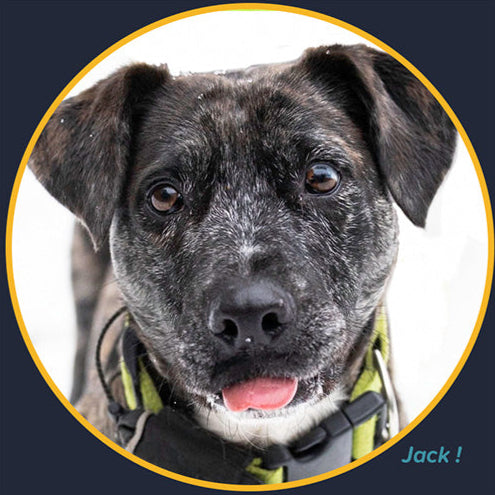 Close-up of a black and gray dog wearing a green harness with 'Jack!' text.